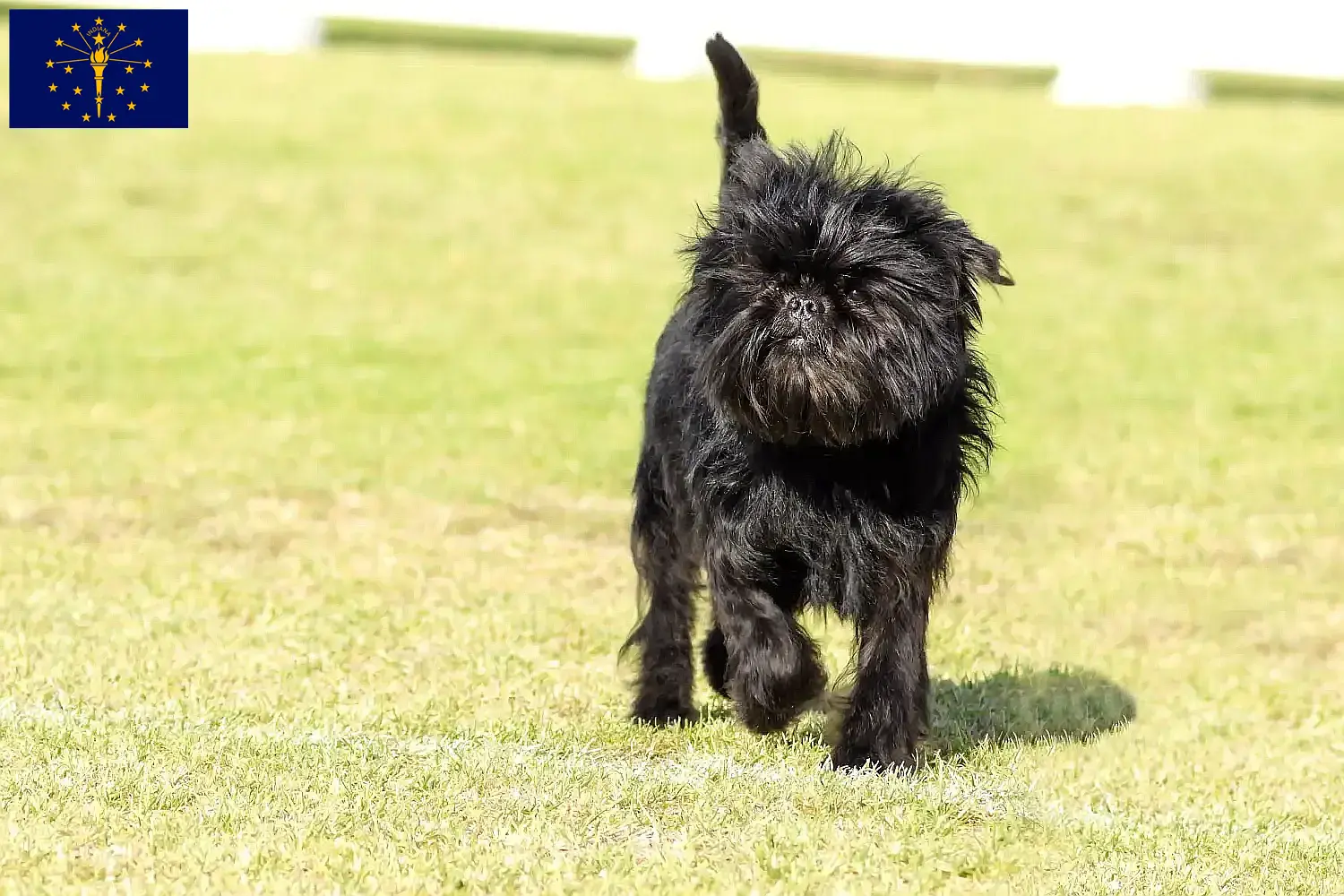 Affenpinscher puppies and breeder Indiana Find Affenpinscher breeders in Indiana here.
