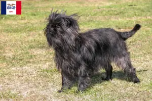 Read more about the article Affenpinscher breeders and puppies in Iowa