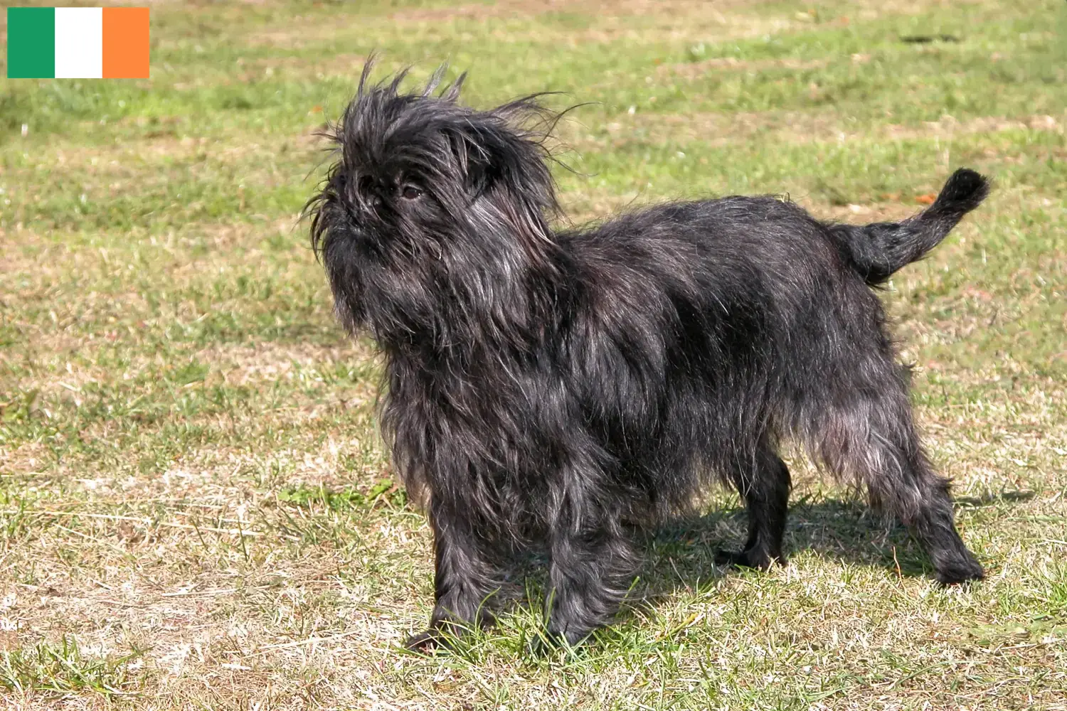 Affenpinscher puppies and breeders Ireland Here you can find Affenpinscher breeders in Ireland.