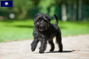 Read more about the article Affenpinscher breeders and puppies in Kentucky