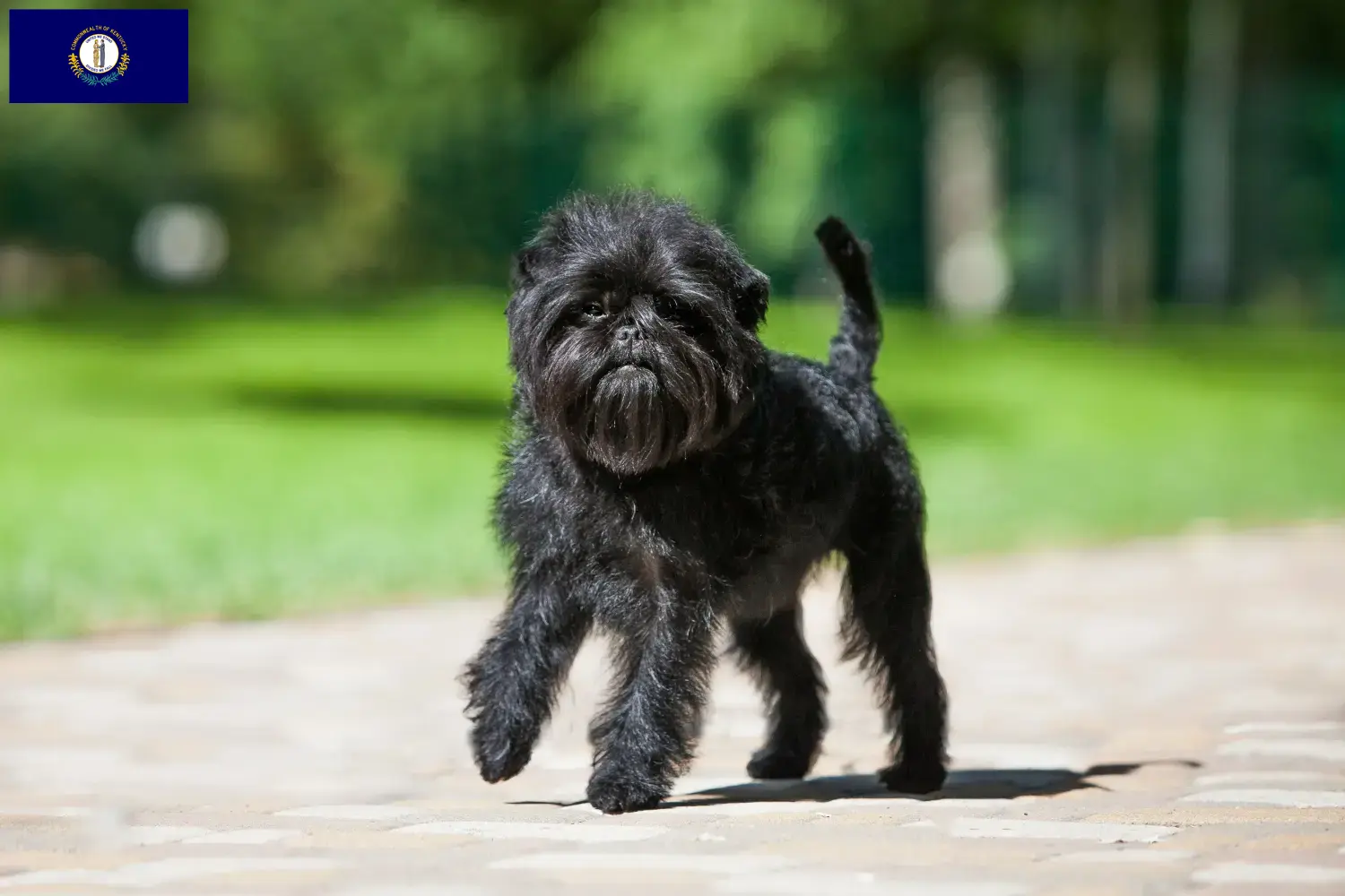 Affenpinscher puppies and breeder Kentucky Here you can find Affenpinscher breeders in Kentucky.
