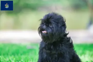 Read more about the article Affenpinscher breeders and puppies in Maine
