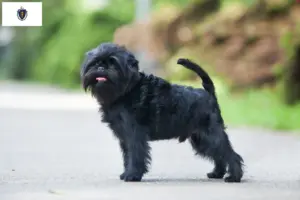Read more about the article Affenpinscher breeders and puppies in Massachusetts