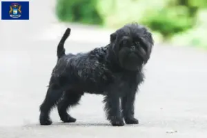 Read more about the article Affenpinscher breeders and puppies in Michigan