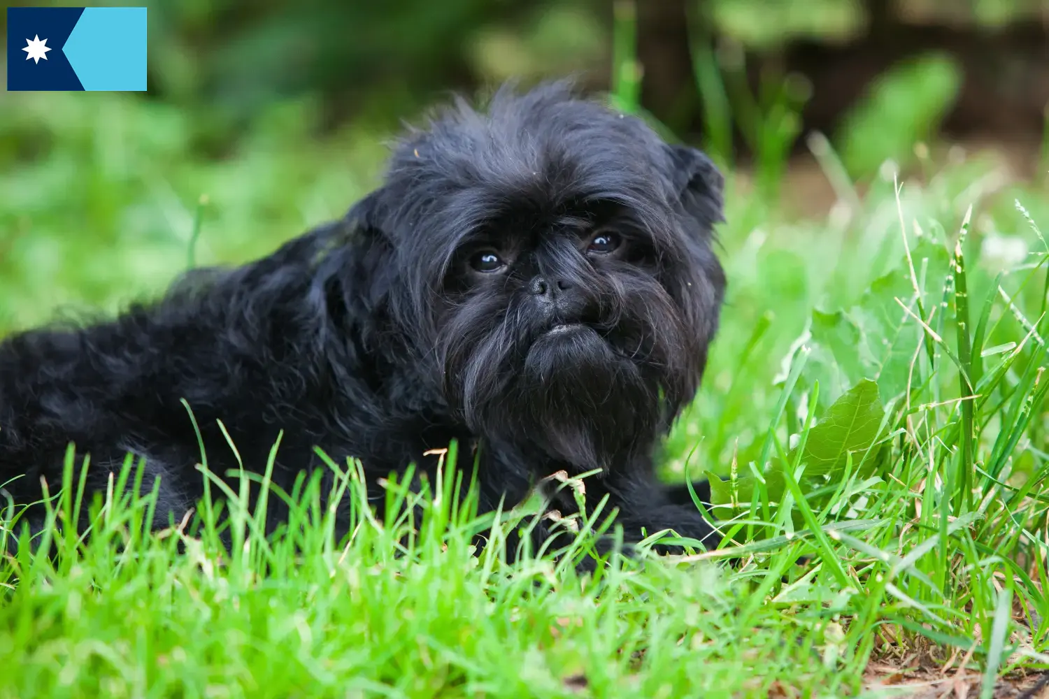 Affenpinscher puppies and breeders Minnesota Here you can find Affenpinscher breeders in Minnesota.