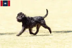 Read more about the article Affenpinscher breeders and puppies in Mississippi