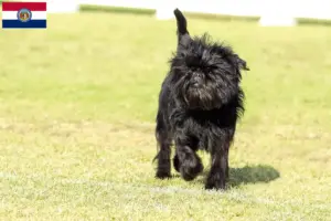 Read more about the article Affenpinscher breeders and puppies in Missouri