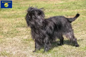 Read more about the article Affenpinscher breeders and puppies in Montana