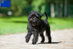 Read more about the article Affenpinscher breeders and puppies in Nevada