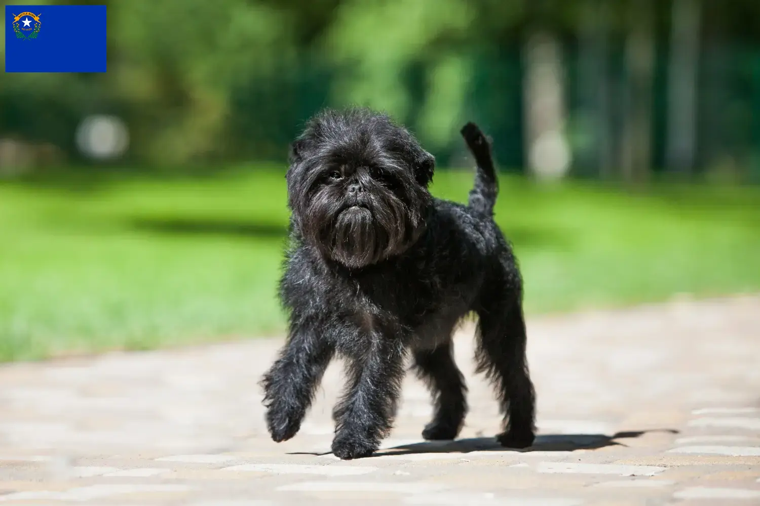 Affenpinscher puppies and breeder Nevada Here you can find Affenpinscher breeders in Nevada.