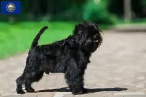 Read more about the article Affenpinscher breeders and puppies in New Hampshire
