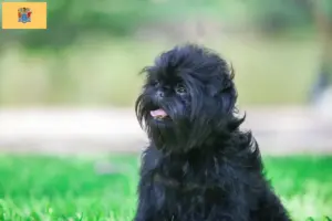 Read more about the article Affenpinscher breeders and puppies in New Jersey