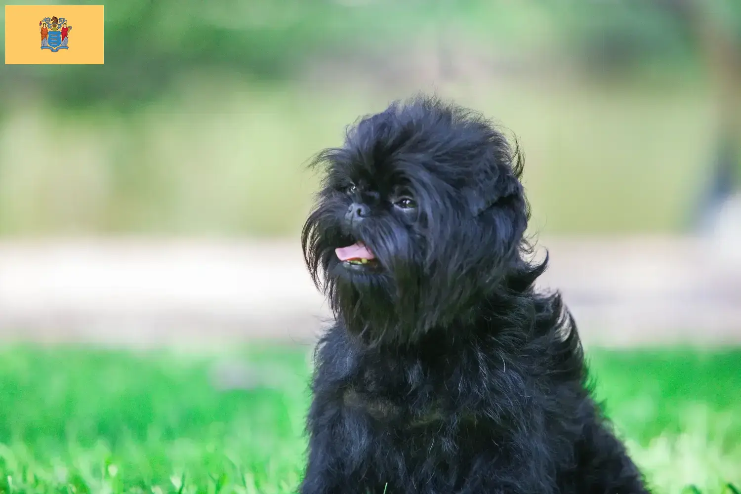 Affenpinscher puppies and breeders New Jersey Here you can find Affenpinscher breeders in New Jersey.