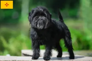 Read more about the article Affenpinscher breeders and puppies in New Mexico