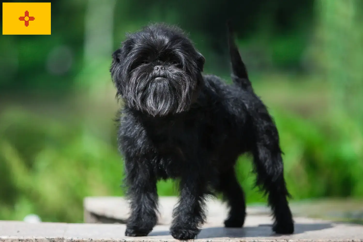 Affenpinscher puppies and breeders New Mexico Here you can find Affenpinscher breeders in New Mexico.