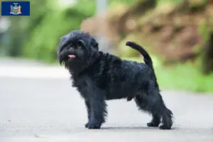 Read more about the article Affenpinscher breeders and puppies in New York