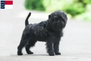 Read more about the article Affenpinscher breeders and puppies in North Carolina