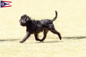 Read more about the article Affenpinscher breeders and puppies in Ohio