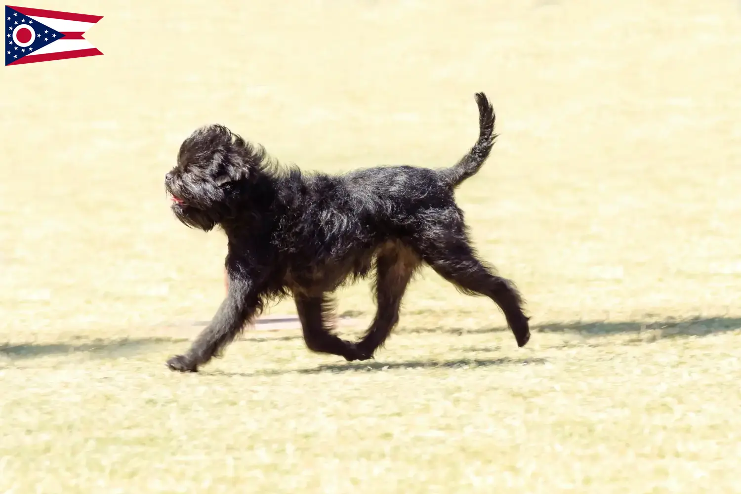 Affenpinscher puppies and breeders Ohio Here you can find Affenpinscher breeders in Ohio.