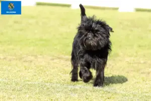 Read more about the article Affenpinscher breeders and puppies in Oklahoma