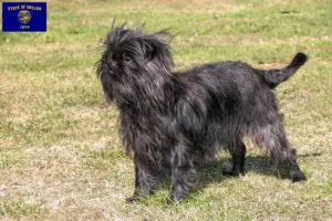 Read more about the article Affenpinscher breeders and puppies in Oregon