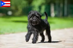 Read more about the article Affenpinscher breeders and puppies in Puerto Rico