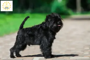 Read more about the article Affenpinscher breeders and puppies in Rhode Island