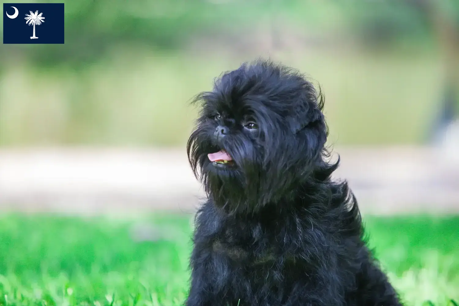 Affenpinscher puppies and breeders South Carolina Here you can find Affenpinscher breeders in South Carolina.