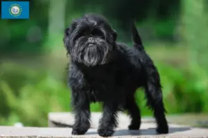 Read more about the article Affenpinscher breeders and puppies in South Dakota