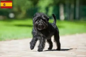 Read more about the article Affenpinscher breeders and puppies in Spain