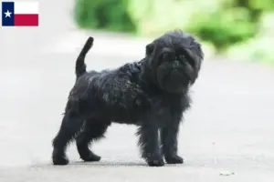 Read more about the article Affenpinscher breeders and puppies in Texas