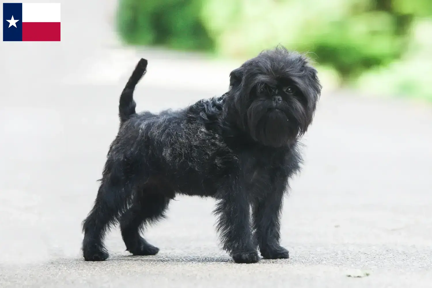 Affenpinscher puppies and breeders Texas Here you can find Affenpinscher breeders in Texas.