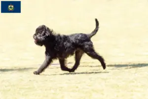 Read more about the article Affenpinscher breeders and puppies in Vermont