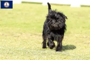 Read more about the article Affenpinscher breeders and puppies in Virginia
