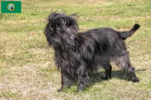 Read more about the article Affenpinscher breeders and puppies in Washington