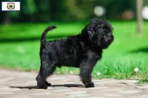 Read more about the article Affenpinscher breeders and puppies in West Virginia