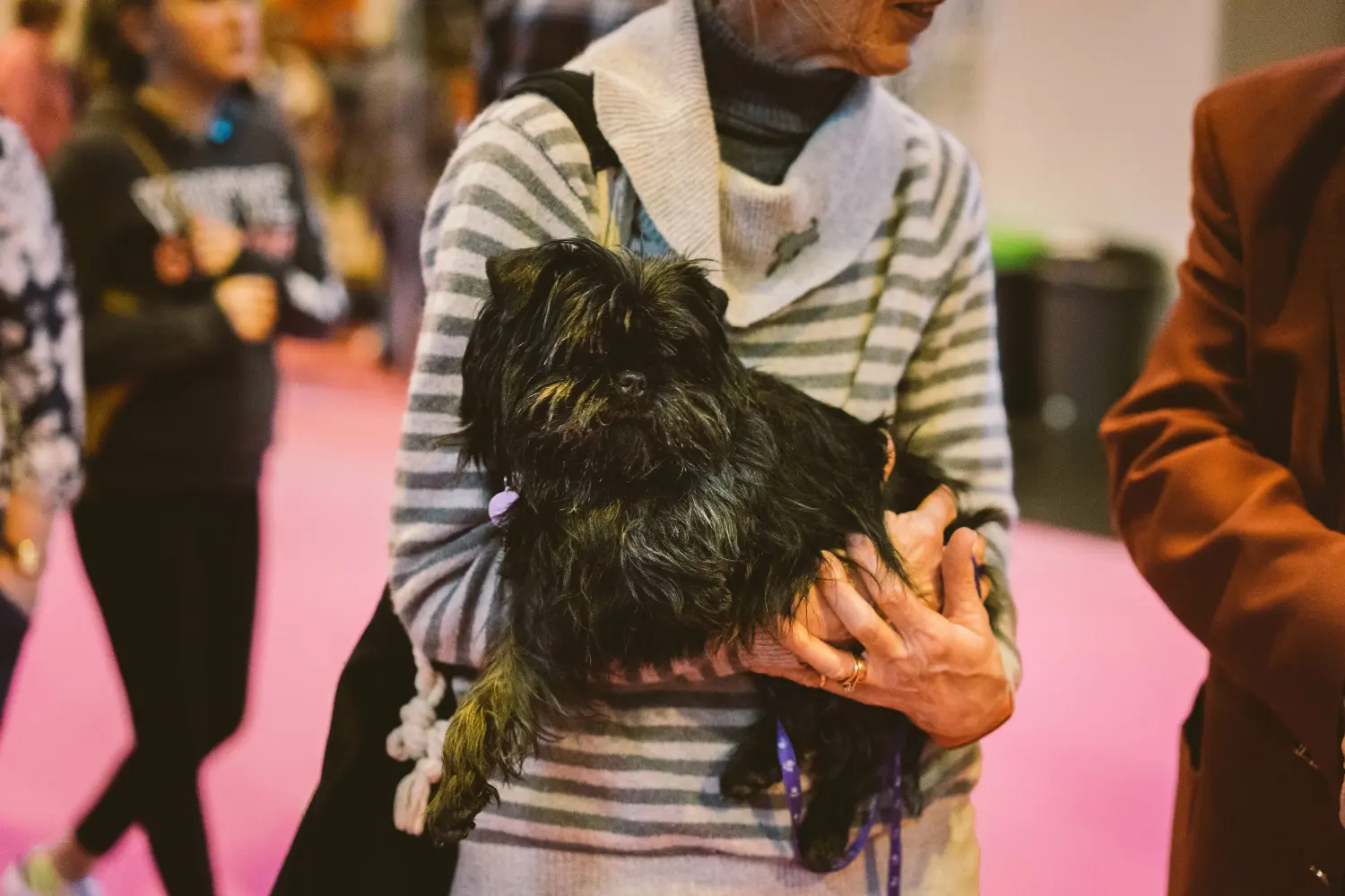 Affenpinscher - My love for this dog breed. Why I love Affenpinscher