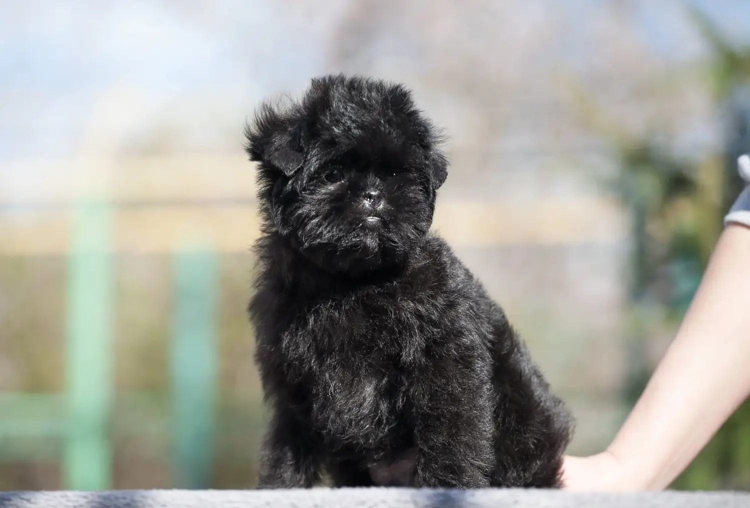 Buying an Affenpinscher puppy means taking responsibility! Buy Affenpinscher puppies.