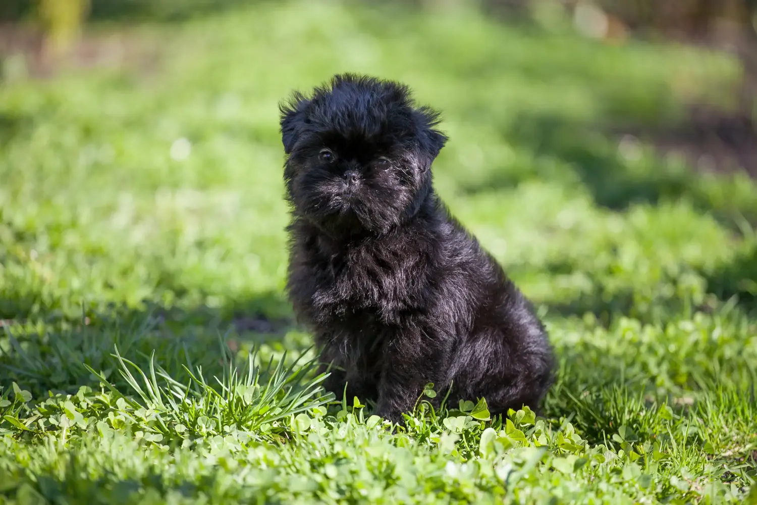 Buying an Affenpinscher puppy means taking responsibility! Buy Affenpinscher puppies.