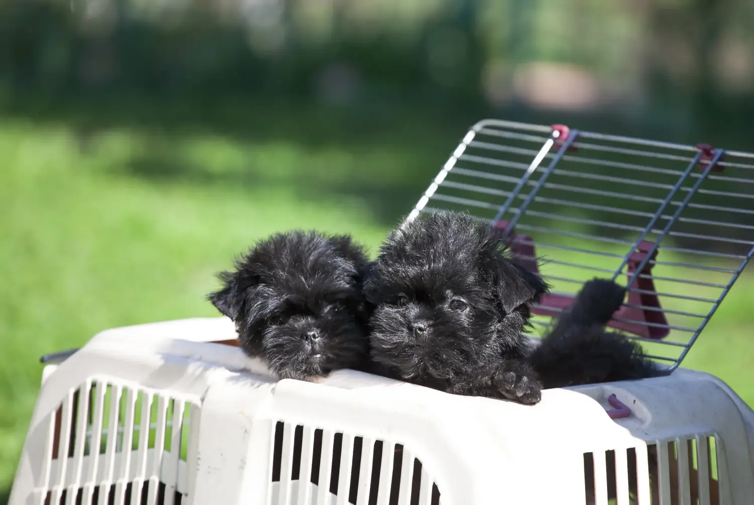 Buying an Affenpinscher puppy means taking responsibility! Buy Affenpinscher puppies.