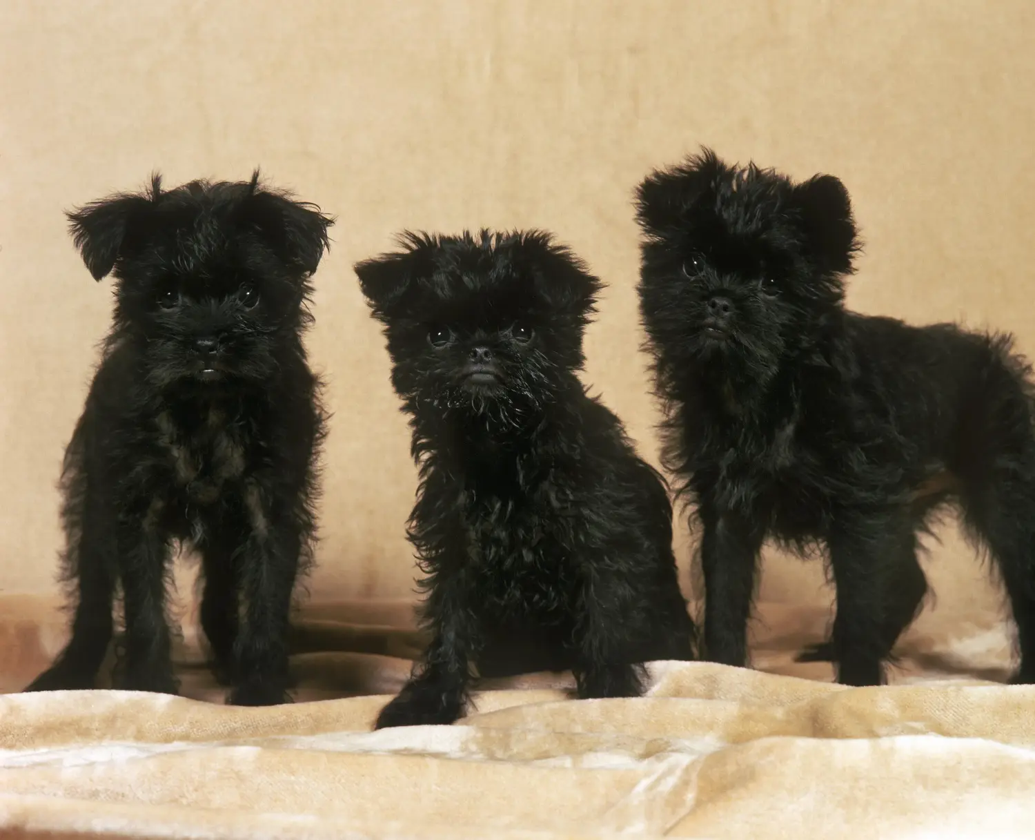 Buying an Affenpinscher puppy means taking responsibility! Buy Affenpinscher puppies.