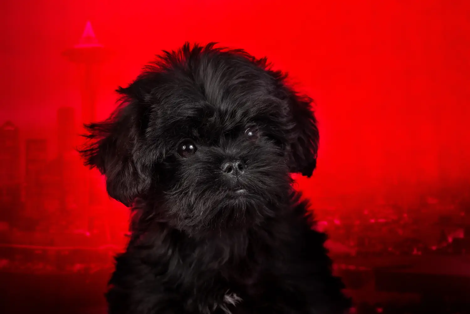 Buying an Affenpinscher puppy means taking responsibility! Buy Affenpinscher puppies.