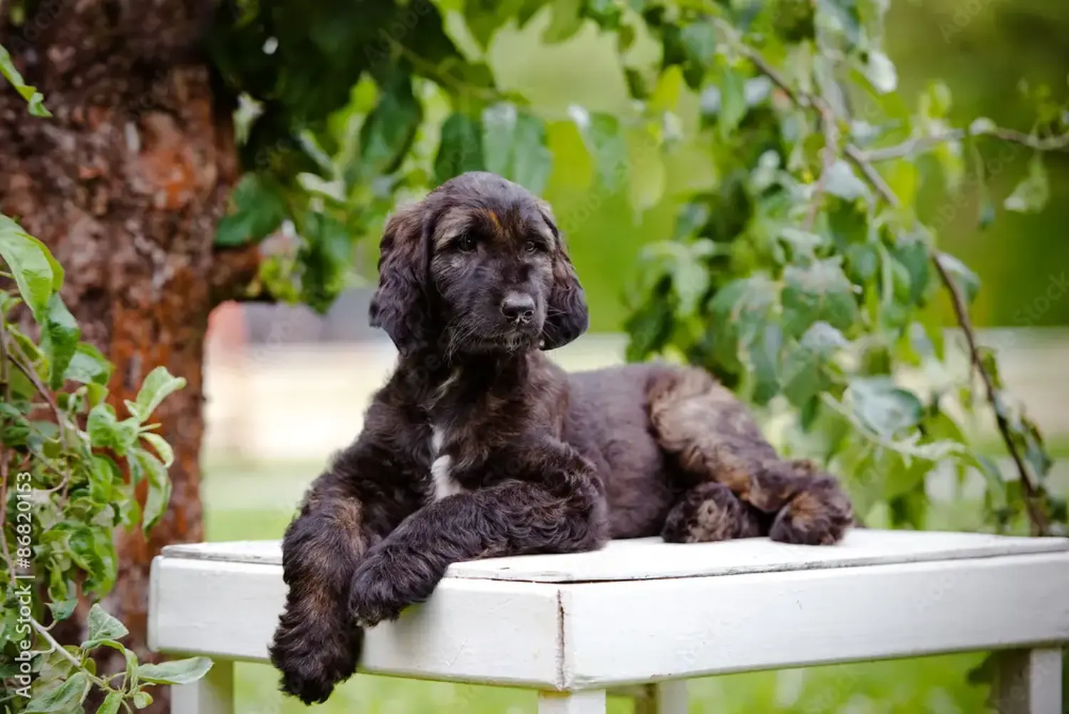 Buying an Afghan Hound puppy means taking responsibility! Buy Afghan Hound puppies.