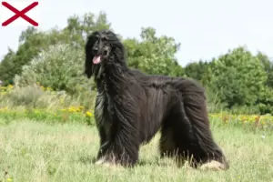 Read more about the article Afghan Hound breeders and puppies in Alabama