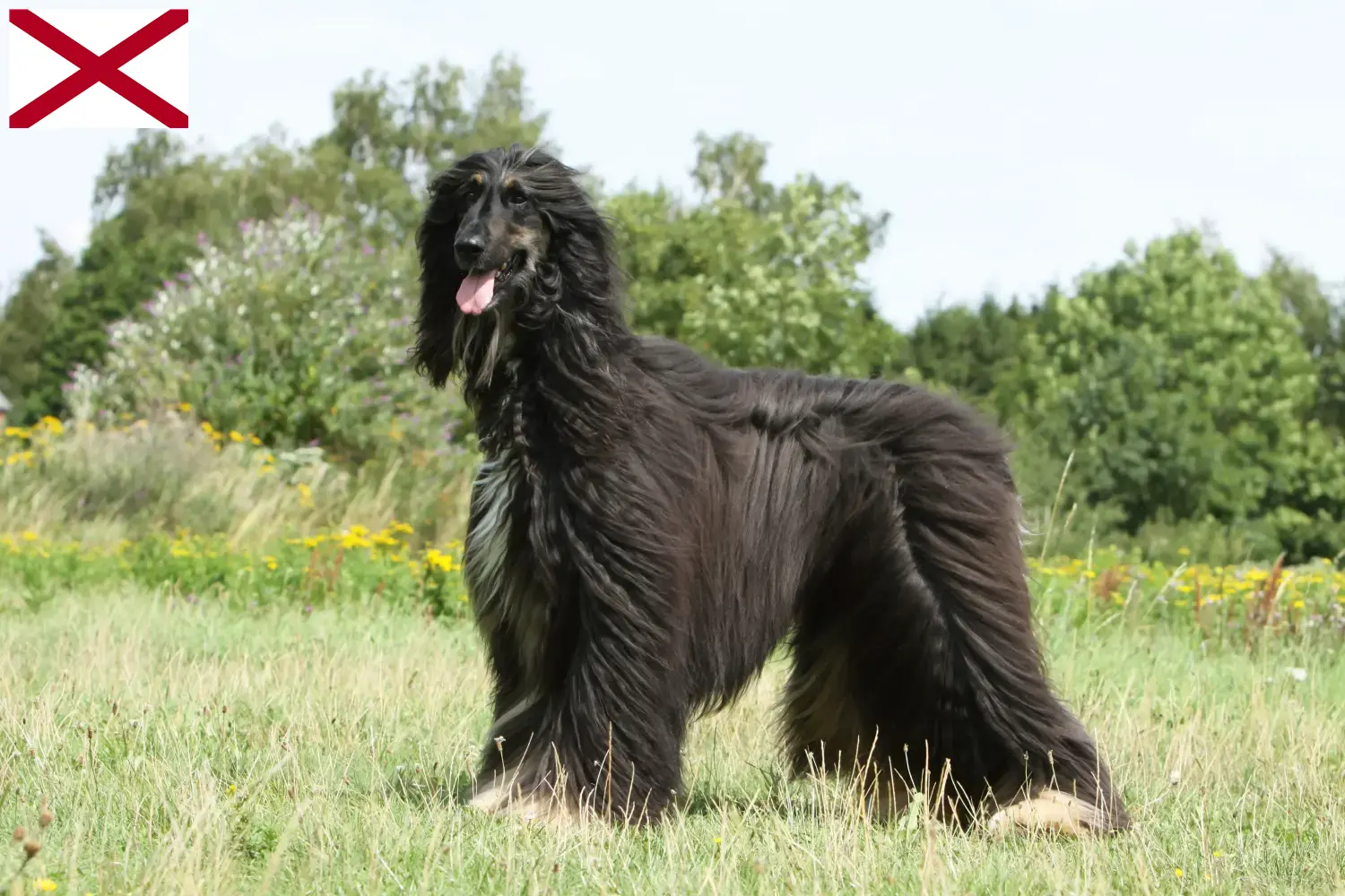 Read more about the article Afghan Hound breeders and puppies in Alabama