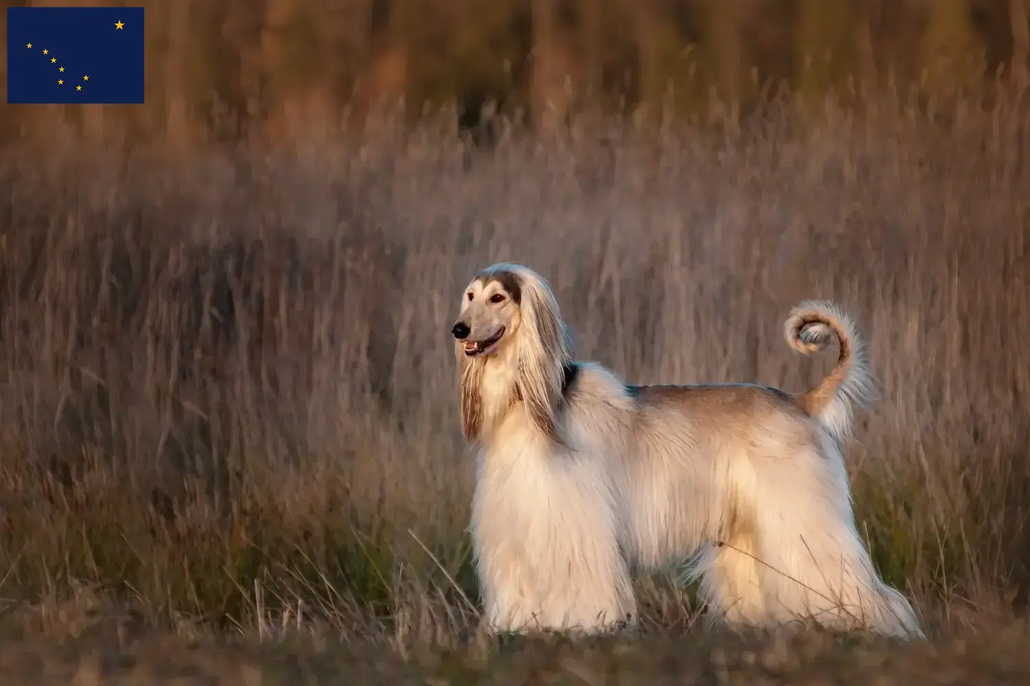 Read more about the article Afghan Hound breeders and puppies in Alaska