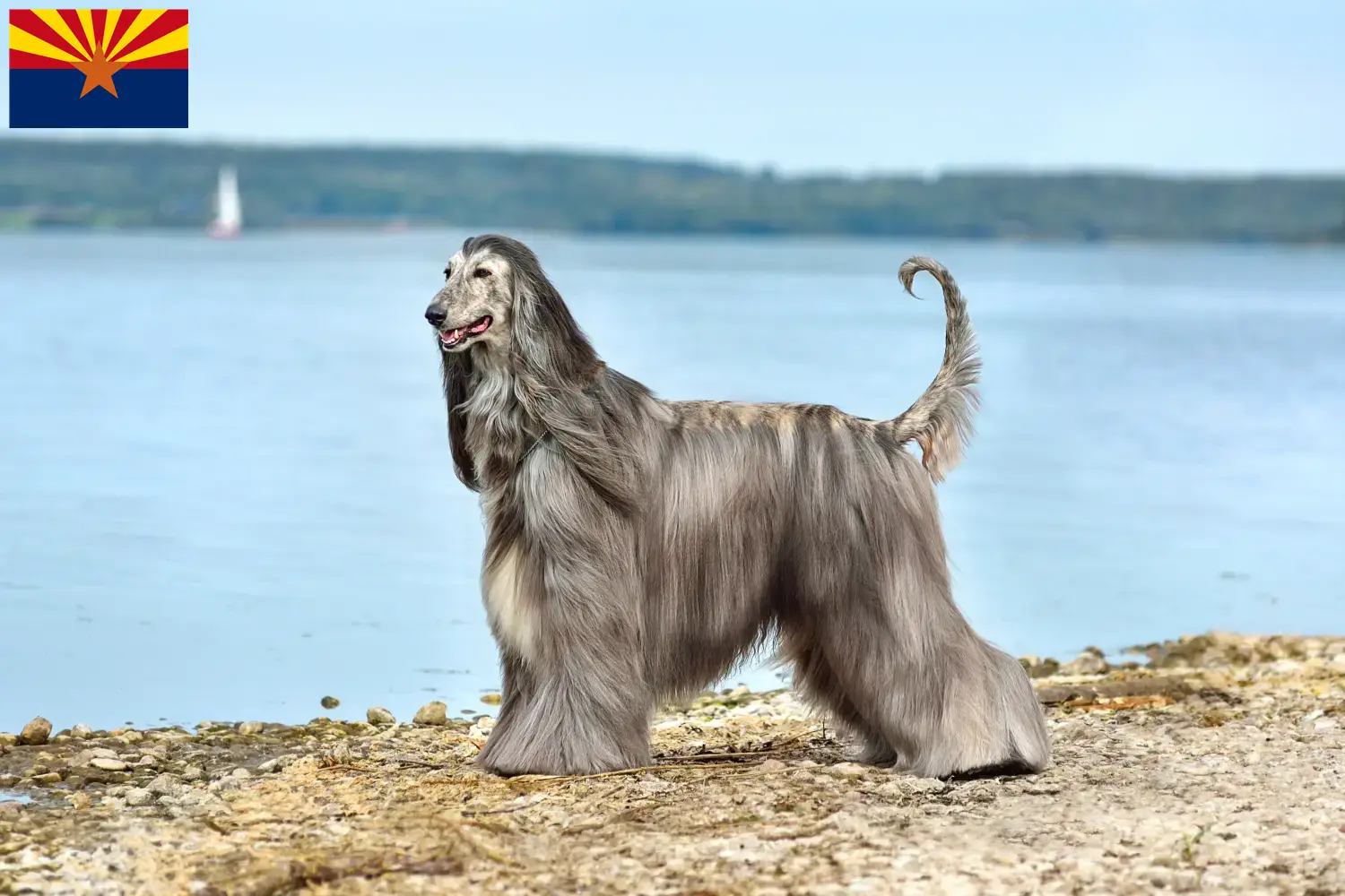 Read more about the article Afghan Hound breeders and puppies in Arizona