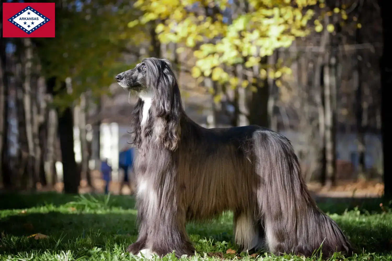 Read more about the article Afghan Hound breeders and puppies in Arkansas