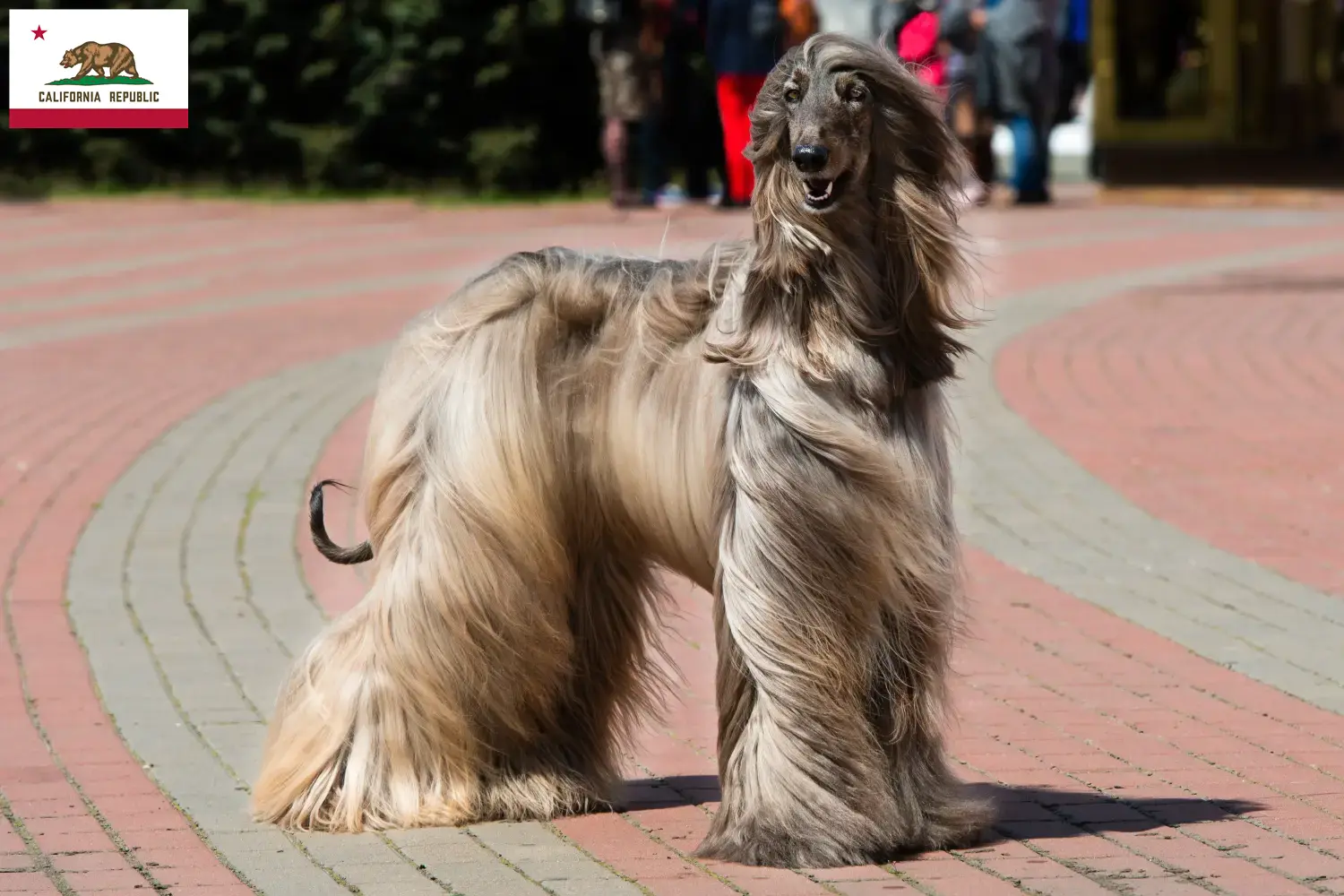 Read more about the article Afghan Hound breeders and puppies in California