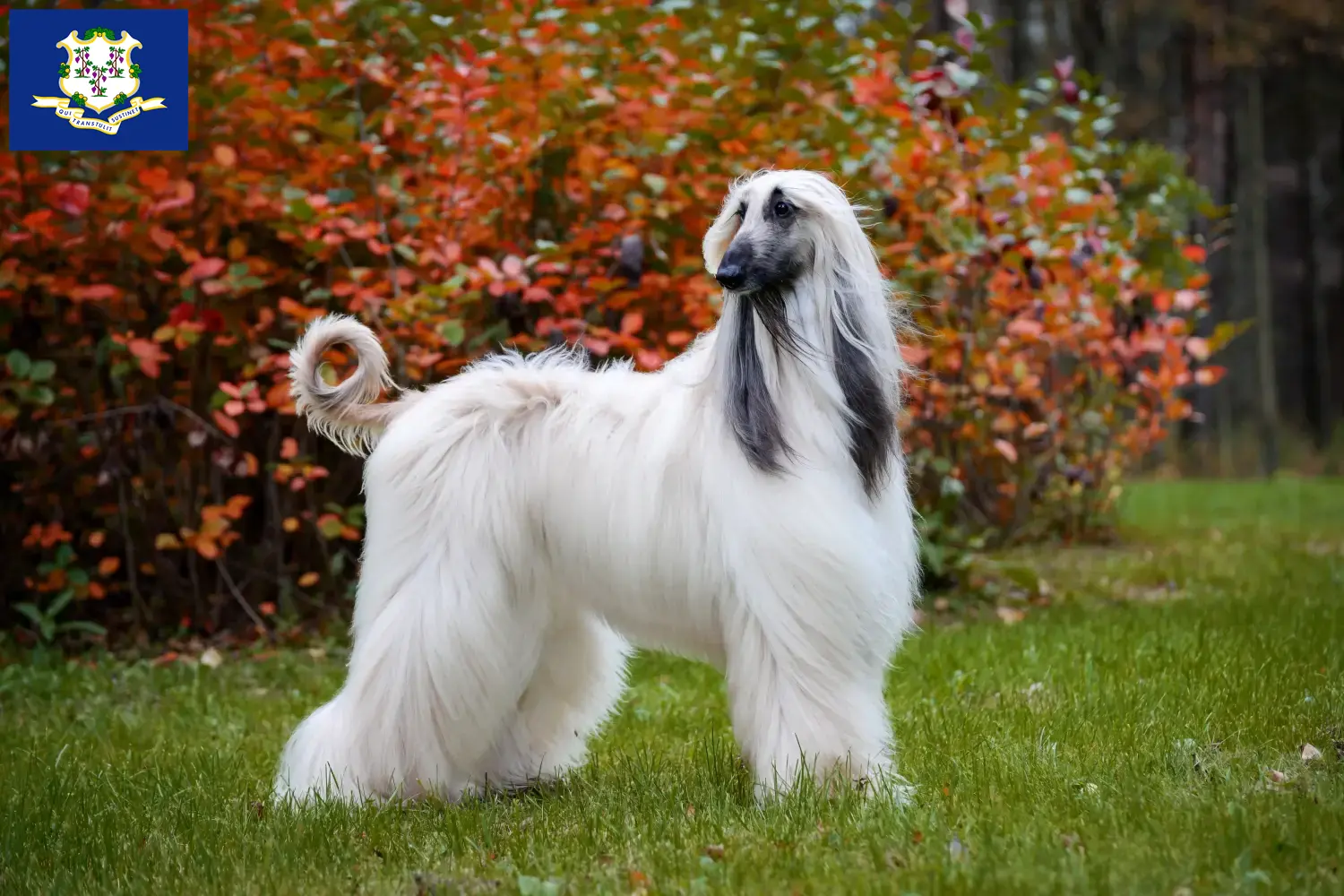 Read more about the article Afghan Hound breeders and puppies in Connecticut